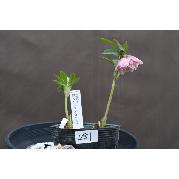 クリスマスローズ開花株 DD多弁咲き分け絞り咲き 281 現品限り : 金井