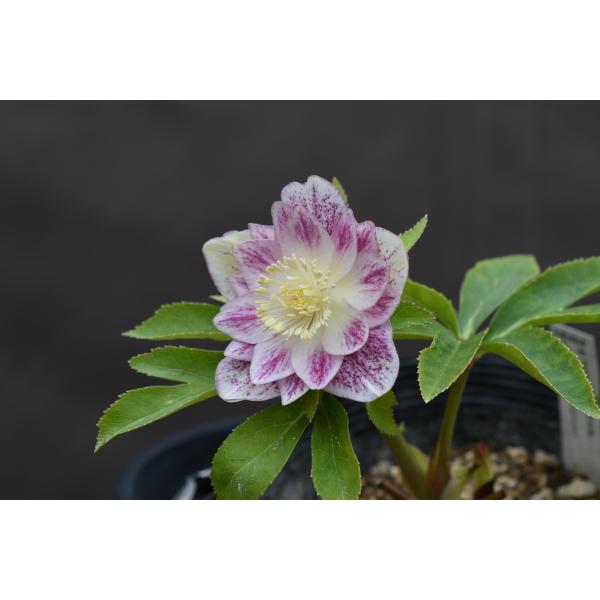 クリスマスローズ開花株 DDプリマヴェーラホワイトゴールド 282 現品