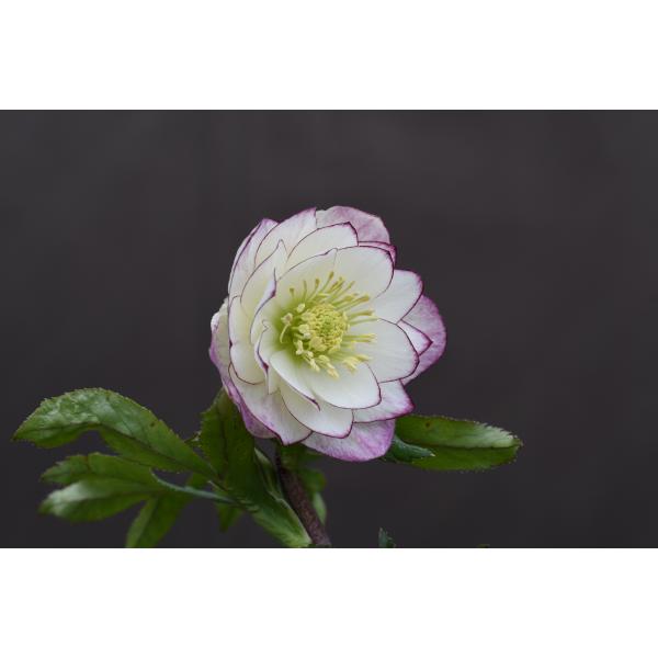 クリスマスローズ開花株 DDレッドエンジェル 283 現品限り : 金井園芸