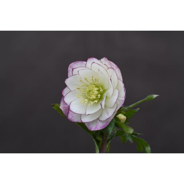 クリスマスローズ開花株 DDレッドエンジェル 283 現品限り : 金井園芸