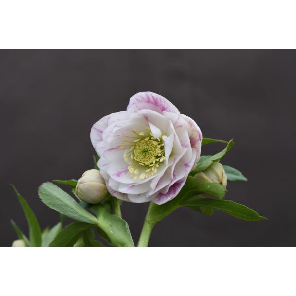 クリスマスローズ開花株 DD多弁咲き系プリマヴェーラ 284 現品限り