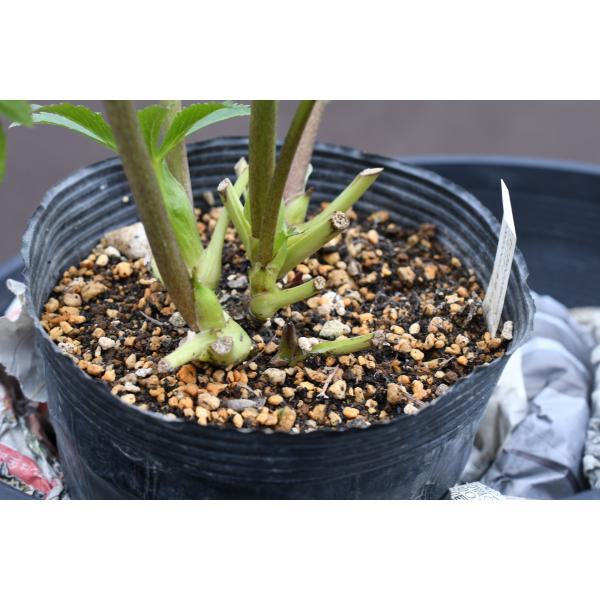 クリスマスローズ開花株 DD多弁咲き系プリマヴェーラ 284 現品限り