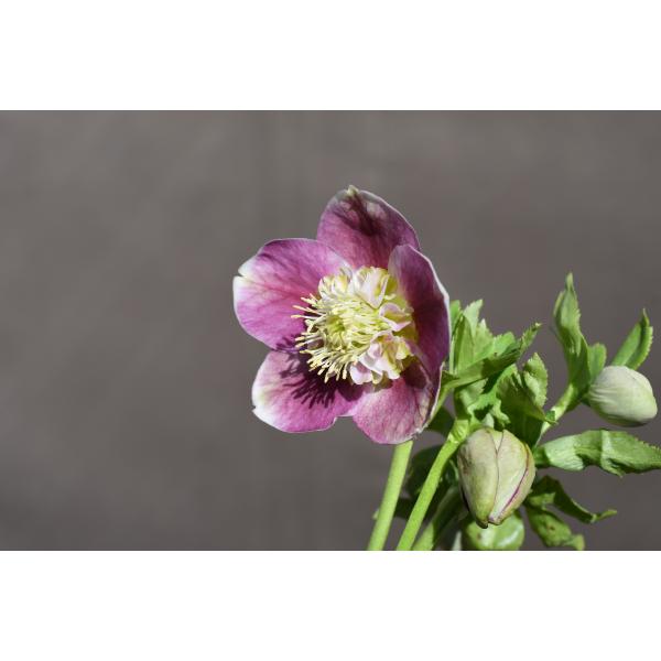 クリスマスローズ開花株 SDリバーシブルレッド 293 現品限り : 金井