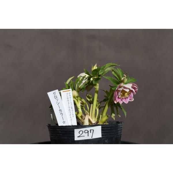 クリスマスローズ開花株 DDグロッシーカラー☆グロスプリマヴェーラ