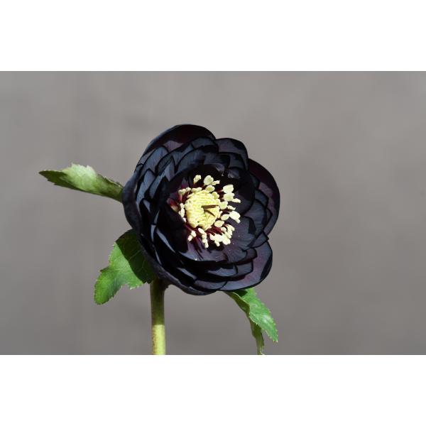 クリスマスローズ dd ブラック クリスマスローズ開花株 DD多弁咲き系赤蕊ブラック 298 現品限り