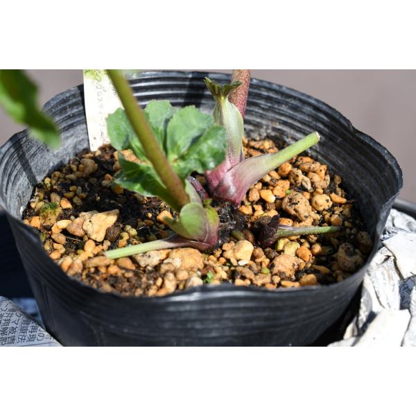 クリスマスローズ 多弁dd 大株 未株分け クリスマスローズ 多弁dd 大株