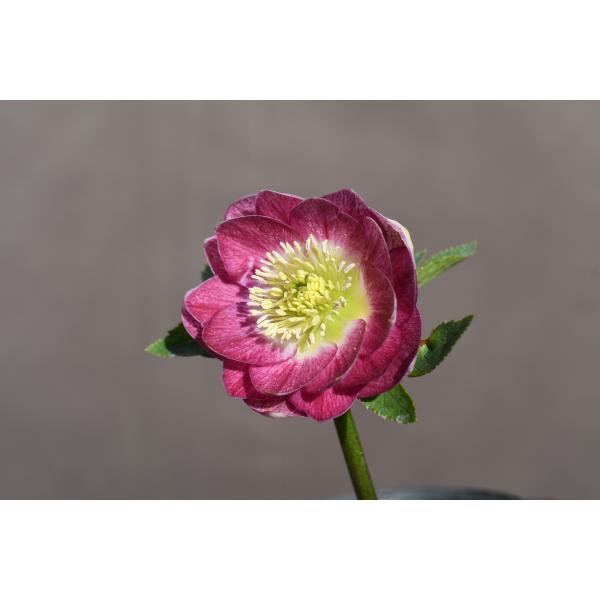 広瀬園芸　クリスマスローズ　dd整形レッドブロッチ　開花株　現品　匿名発送 クリスマスローズ開花株 訳ありDDグロッシーカラー☆グロス