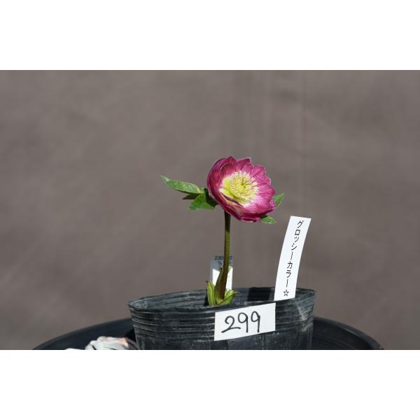 クリスマスローズ開花株 訳ありDDグロッシーカラー☆グロス