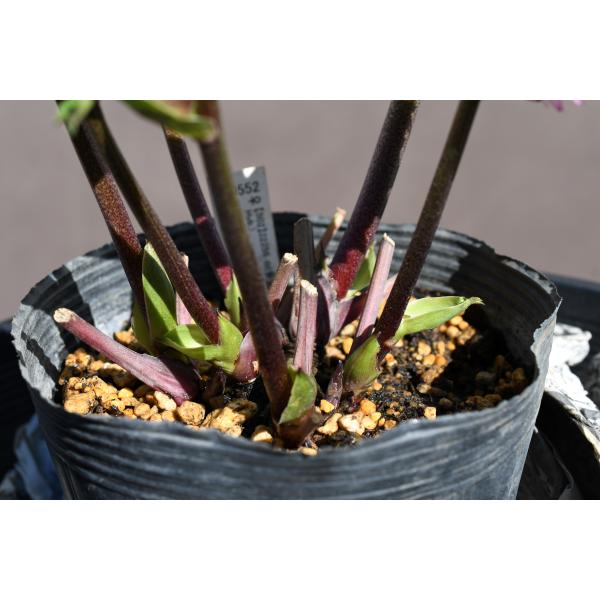 クリスマスローズ❣️144-②ddホワイトピコティ外弁グラ×dd多弁プリマヴェーラ クリスマスローズ開花株 DDプリマヴェーラ系多弁ホワイトベイン