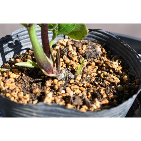 クリスマスローズ開花株 DDグロッシーカラー☆グロスイエローコーラル