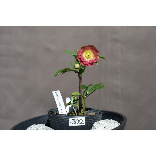 クリスマスローズ開花株 DDグロッシーカラー☆グロスイエローコーラル