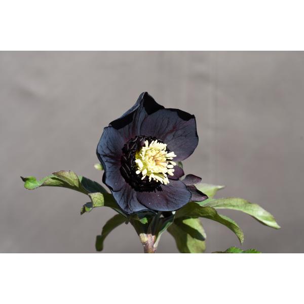 クリスマスローズ開花株 SD多弁咲き系ブラック 304 現品限り