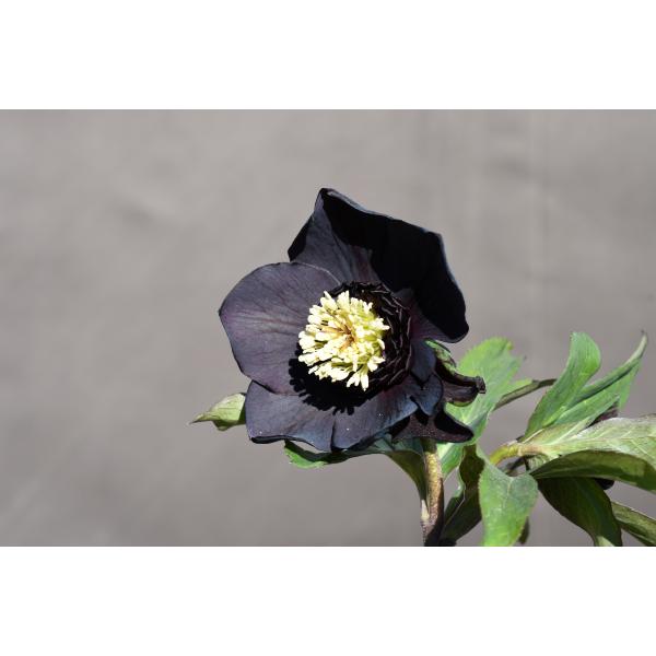 クリスマスローズ 開花実績株 SDまんまるゴールド imgrc0110591325.jpg