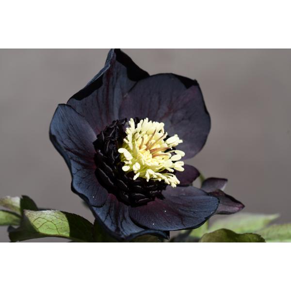 クリスマスローズ開花株　sdグリーンゴールド大和園　sd多弁アンティーク他交配済 クリスマスローズ開花株 sdグリーンゴールド大和園 sd多弁アンティーク