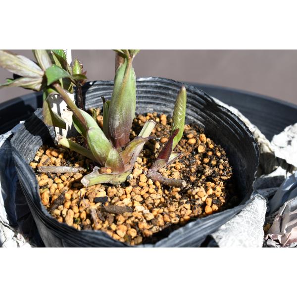 1845 多弁系ゴールドセミダブル グリーンゴールドhyb フレグランス