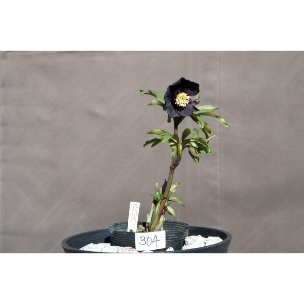 Komati「ブラックフライデー」クリスマスローズ 苗 SD蜃気楼 セルフ