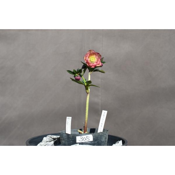 クリスマスローズ開花株 DDグロッシーカラー☆グロスアプリコット 305