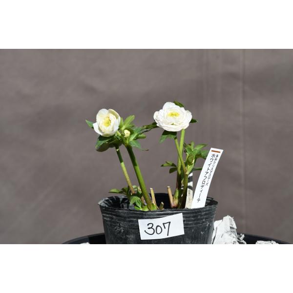 クリスマスローズ開花株 DDホワイトアフロディーテ 307 現品限り
