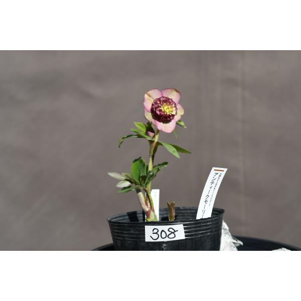 クリスマスローズ開花株 SDアンティークモーリー 308 現品限り : 金井