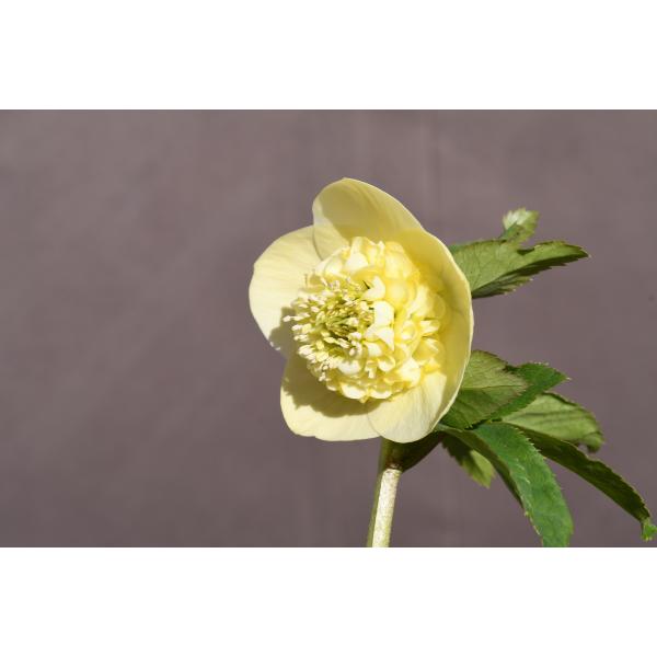 クリスマスローズ開花株 SDイエローモーリー 313 現品限り : 金井園芸