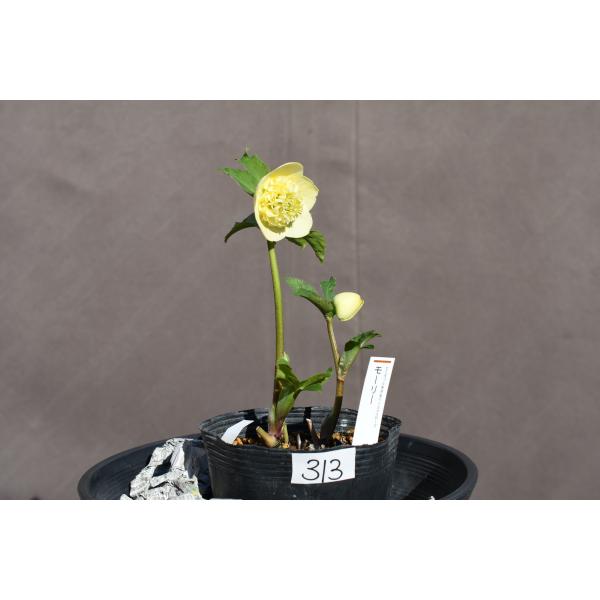 クリスマスローズ開花株 SDイエローモーリー 313 現品限り : 金井園芸