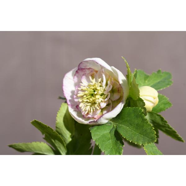 nigella1123 クリスマスローズ 開花実績株 SSゴールドピコティ