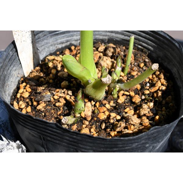 クリスマスローズ開花株 SDカップ咲きホワイトふんわりピコティ 314