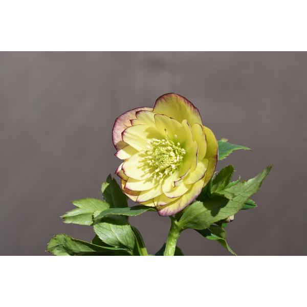 クリスマスローズ開花株 芳香性DDフレグランスソフトイエロー