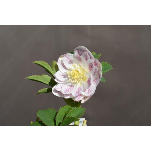 クリスマスローズ開花株 DDプリマヴェーラホワイトゴールド 317 現品