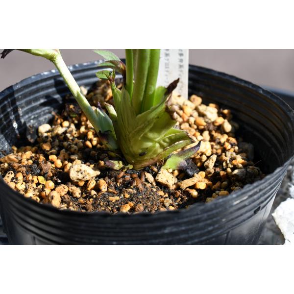 匿名発送〉023 クリスマスローズ sd 株分 ブローチ Geometric 匿名発送