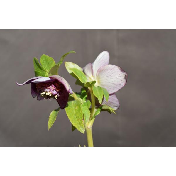 クリスマスローズ開花株 SD多弁咲きレッドゴールドリバーシブル 319