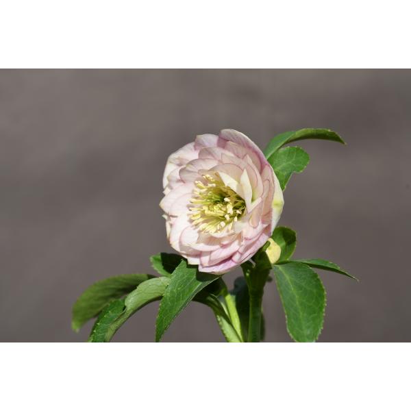 クリスマスローズ開花株 DDソフトグラデーション 322 現品限り : 金井