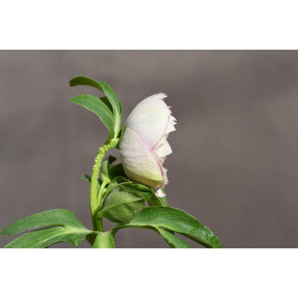 クリスマスローズ開花株 DDソフトグラデーション 322 現品限り : 金井