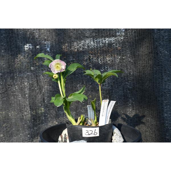 クリスマスローズ開花株 芳香性DDフレグランスプリマヴェーラ 326 現品