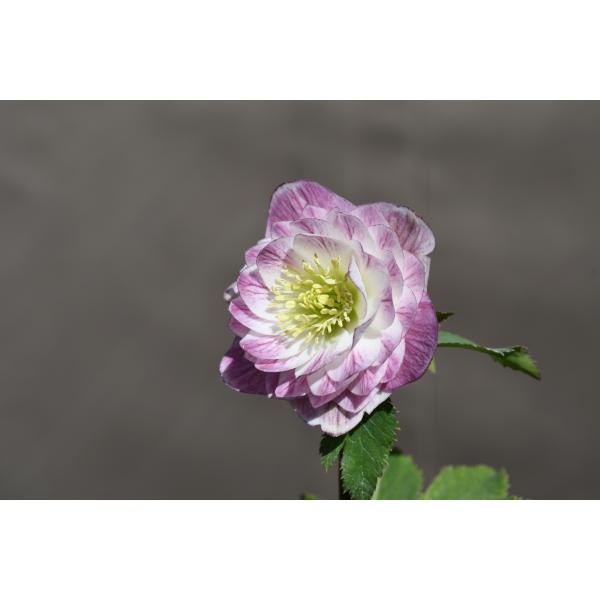 クリスマスローズ開花株 DD多弁咲き系ホワイトグラデーションベイン