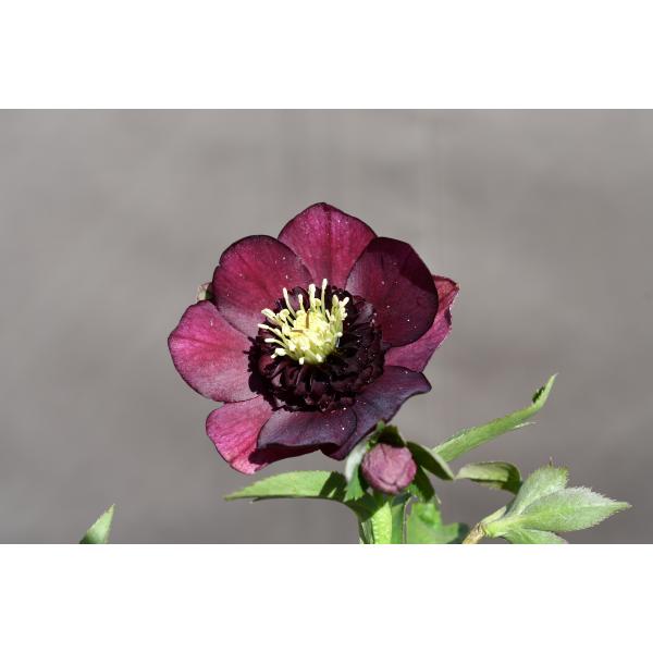 グロッシーカラー⭐︎（小輪カップ咲）×キラメキ⭐︎フルグロス