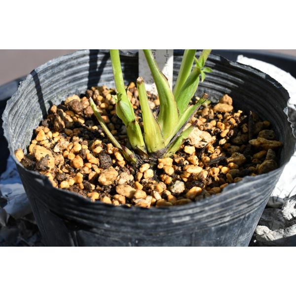 クリスマスローズ開花株 SDグロッシーカラー☆グロスバーガンディ