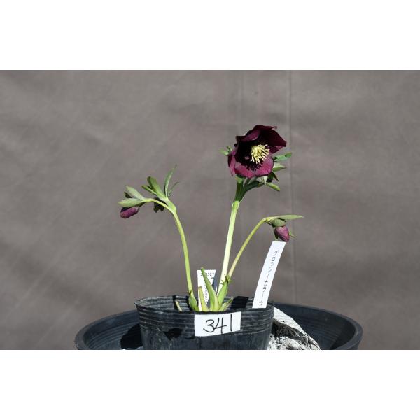 クリスマスローズ開花株 SDグロッシーカラー☆グロスバーガンディ