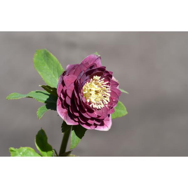 クリスマスローズ開花株 DD多弁咲きパープルレッド 342 現品限り