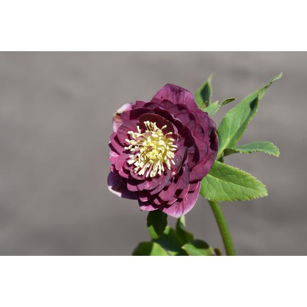 クリスマスローズ(未開花・4号)超多弁レッドベイン クリスマスローズ