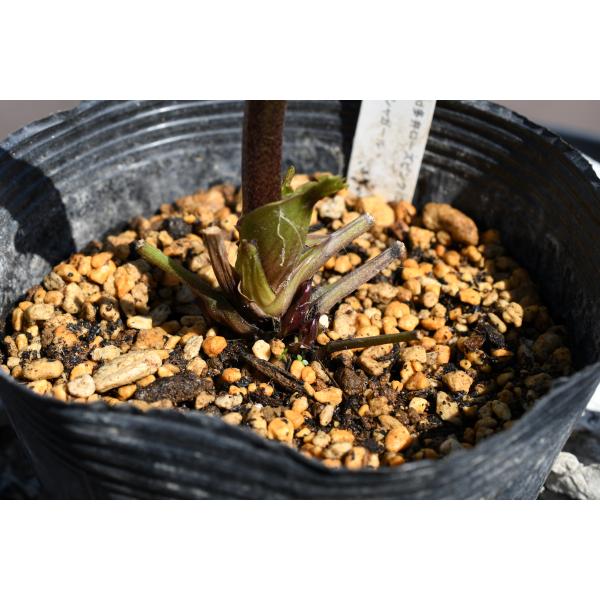 クリスマスローズ　多弁dd　大株　未株分け クリスマスローズ開花株 DD多弁咲き系ダークグレープ 340 現品限り