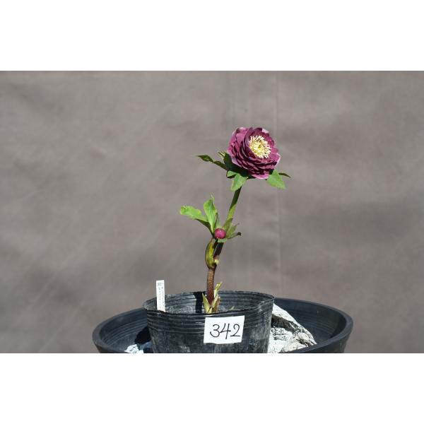 クリスマスローズ 開花実績株 DDディープピンク クリスマスローズ 開花実績株 DDディープピンク