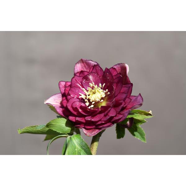 クリスマスローズ開花株 DDグロッシーカラー☆多弁咲き系グロスレッド 
