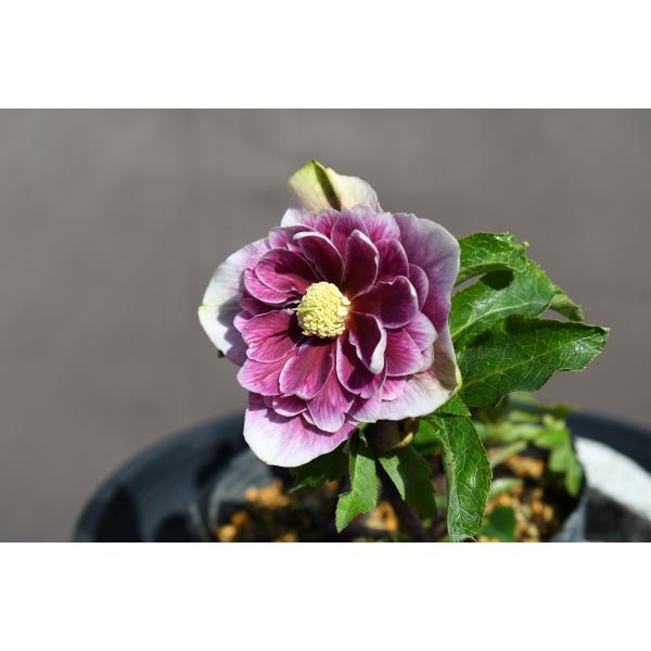 クリスマスローズ開花株 DDプリマヴェーラ 357 現品限り : 金井園芸