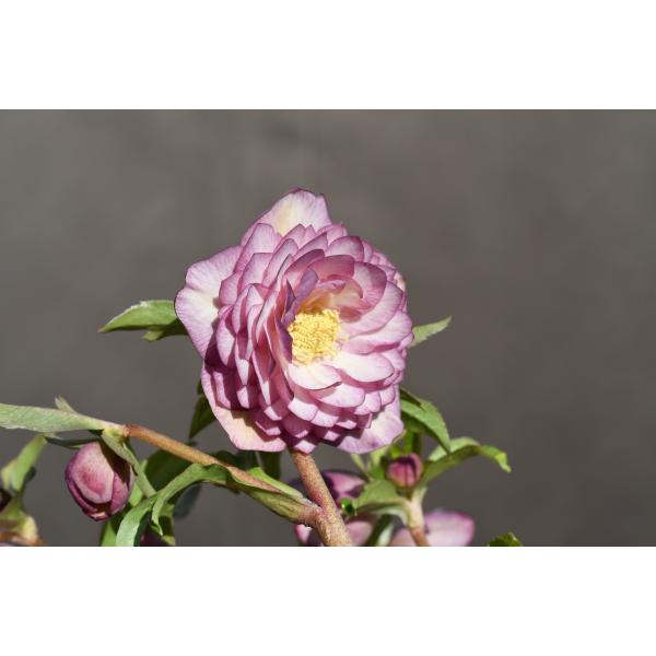 クリスマスローズ 開花実績株 DDゴールド糸ピコティ 11422_1.jpg