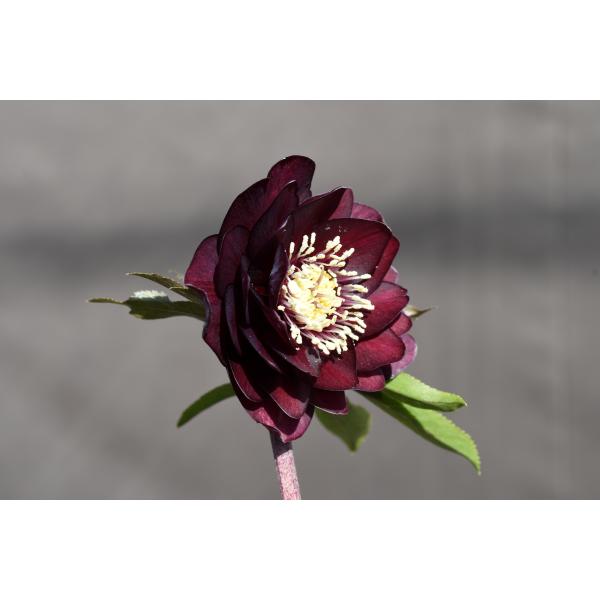 クリスマスローズ開花株 キラメキ寄りのDDグロッシー☆赤蕊ディープ