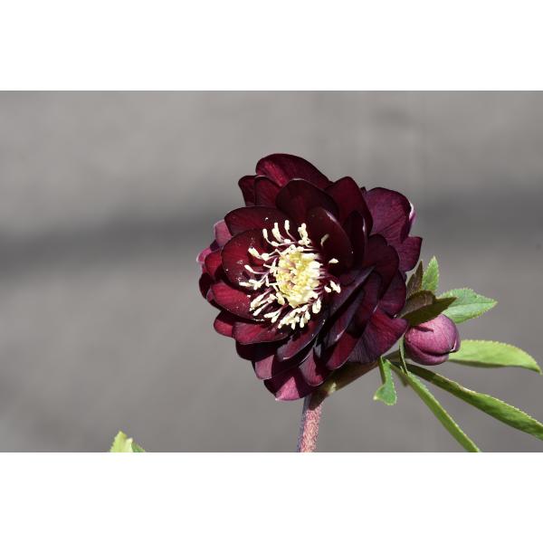 クリスマスローズ開花株 キラメキ寄りのDDグロッシー☆赤蕊ディープ