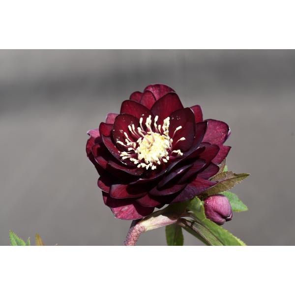 クリスマスローズ　珍しい　キラメキ クリスマスローズ 珍しい キラメキ 【公式通販】