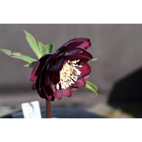 クリスマスローズ開花株 キラメキ寄りのDDグロッシー☆赤蕊ディープ