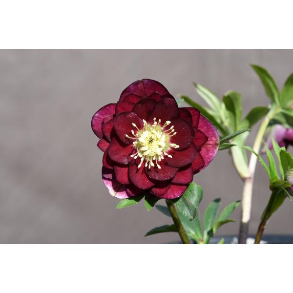 3305 多弁ピンクのグロッシー　クリスマスローズ　開花株 3305 多弁ピンクのグロッシー クリスマスローズ 開花株 - メルカリ